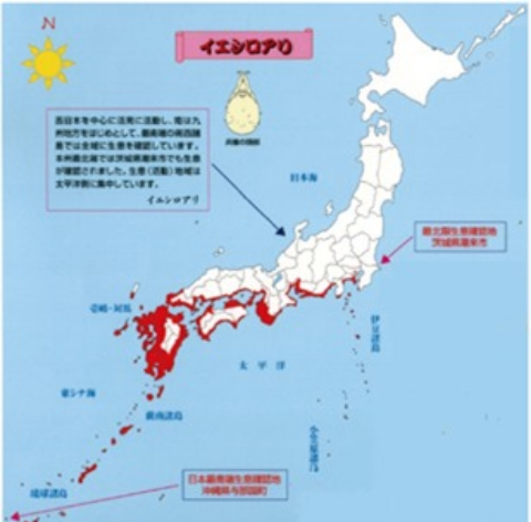 イエシロアリ分布図